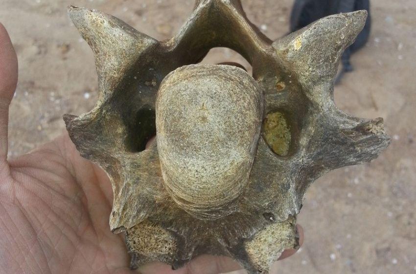 Bones of prehistoric animal rediscovered on Black Sea coast