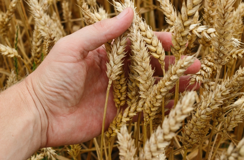 In Poland, they plan to inspect all grain from Ukraine that is transiting to other countries